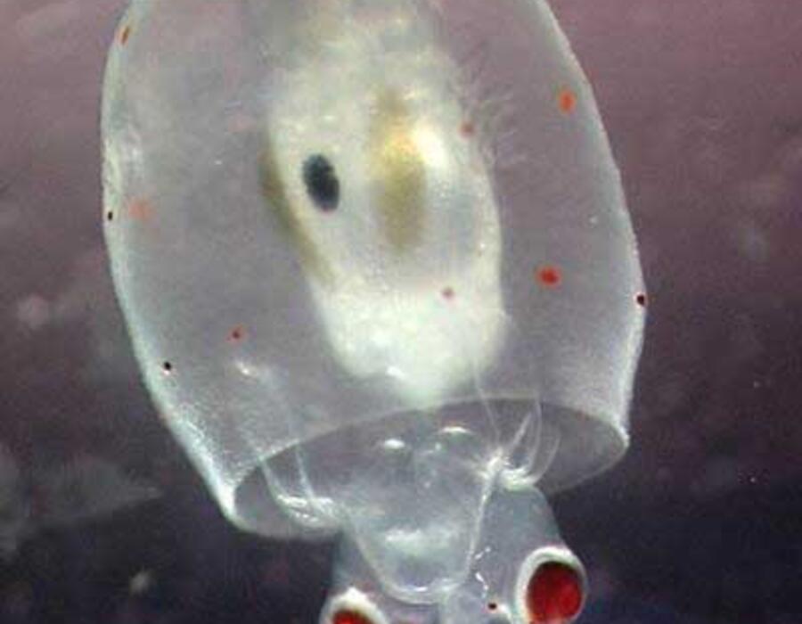 red_eyed_squid_larva.jpg