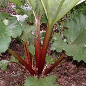 rhubarb.jpg
