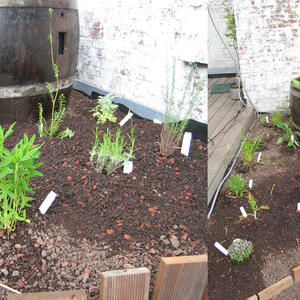 roofplantguild.jpg