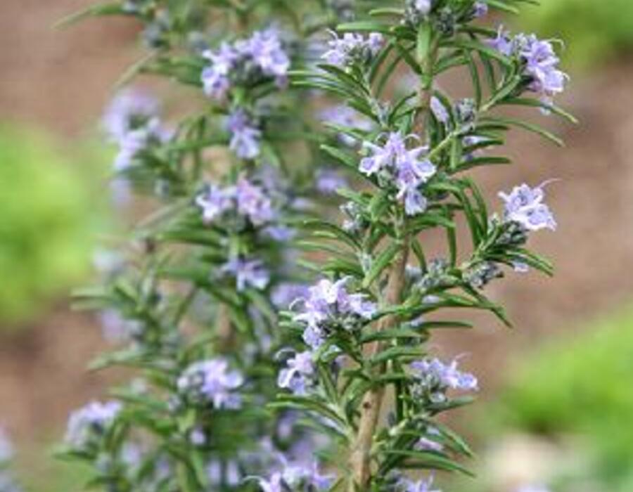 rozemarijn.jpg