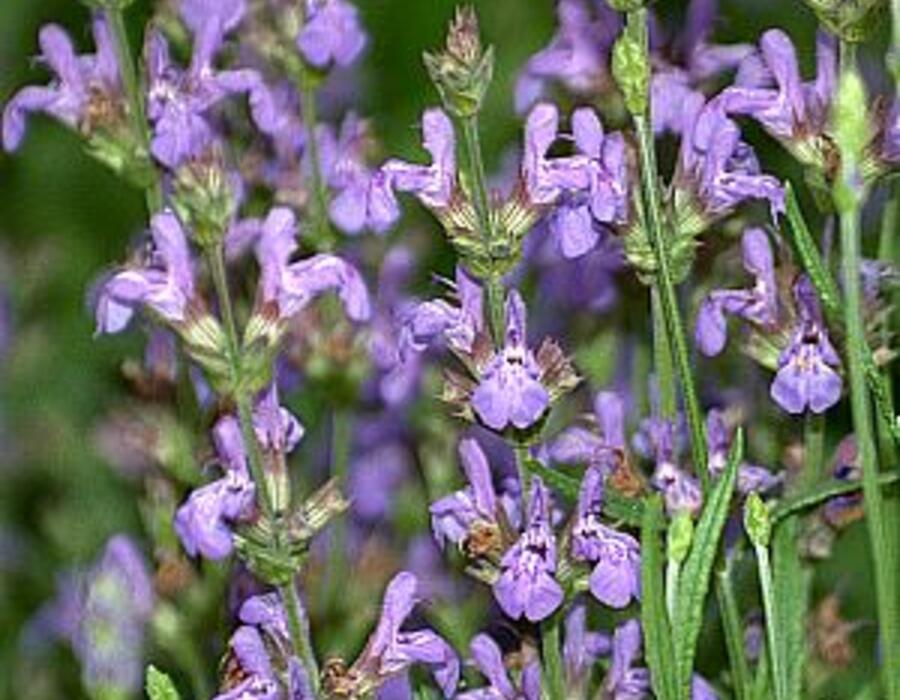 salvia_lavandulifolia.jpg