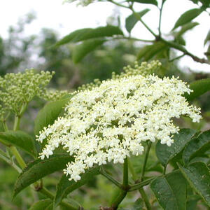 sambucus-nigra-4.jpg