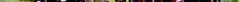 sambucus_nigra-fruit1-400.jpg
