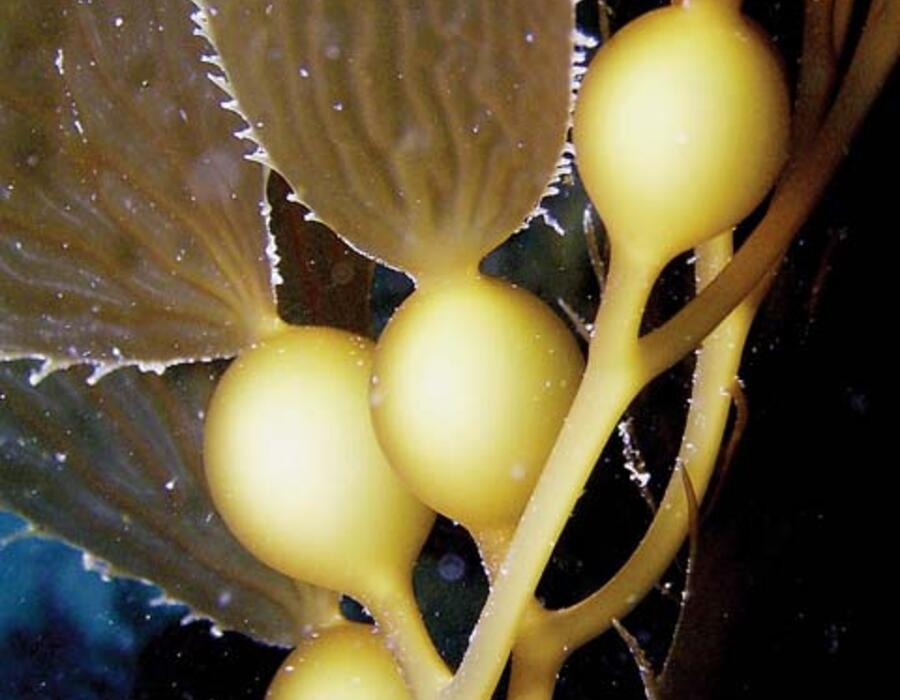 schadkelp.jpgchris_schad_t.jpg