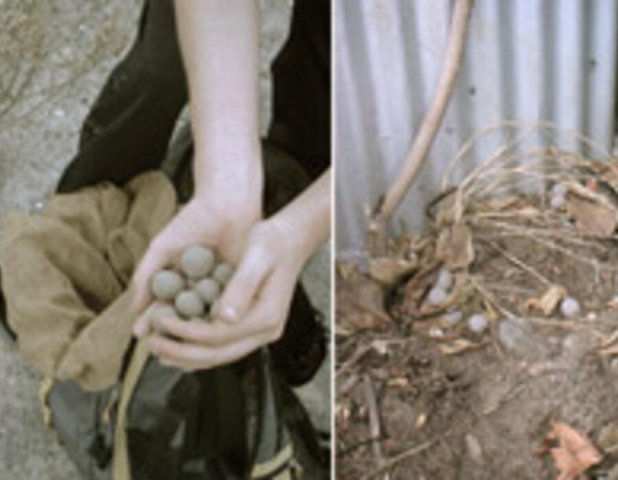 seedballing.jpg