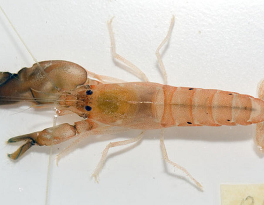snapping-shrimp.jpg