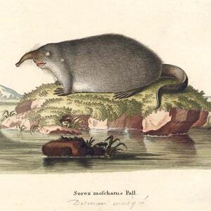 sorex_moschatus_pall.jpg