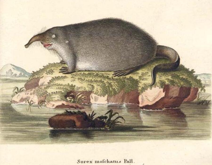 sorex_moschatus_pall.jpg