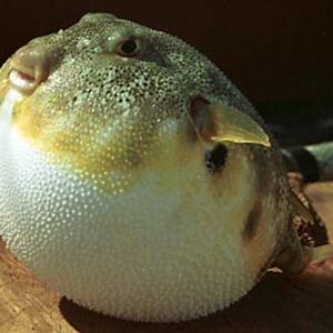 sphoeroides_maculatus.jpgwww.fiskbasen.se_index757.jpg