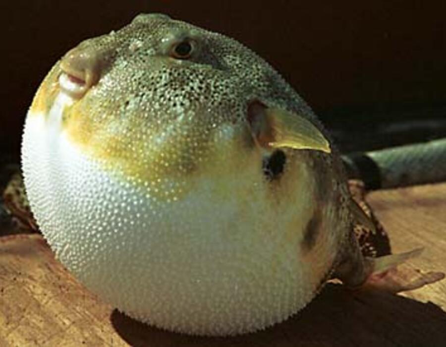 sphoeroides_maculatus.jpgwww.fiskbasen.se_index757.jpg