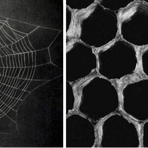spiderweb.jpg