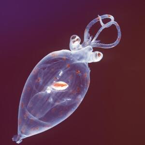 squid21.jpgcranchiid_squid_juvenile_from_plankton-photo_uwe_kils_gfdl..jpg