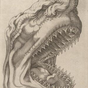 stenson_1667_canis_carchariae_dissectum_caput.jpg