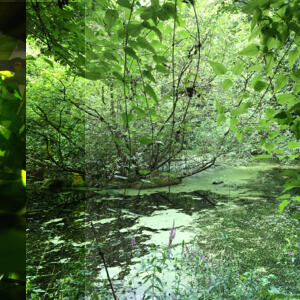 summer-lushness.jpg