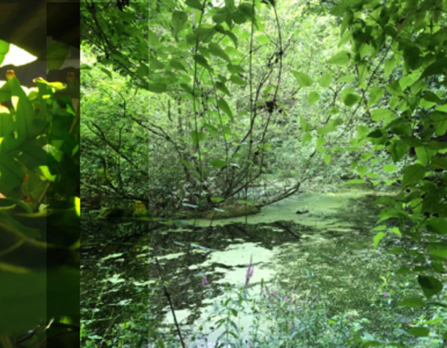 summer-lushness.jpg