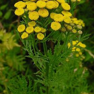 tanacetum_vulgare.jpg