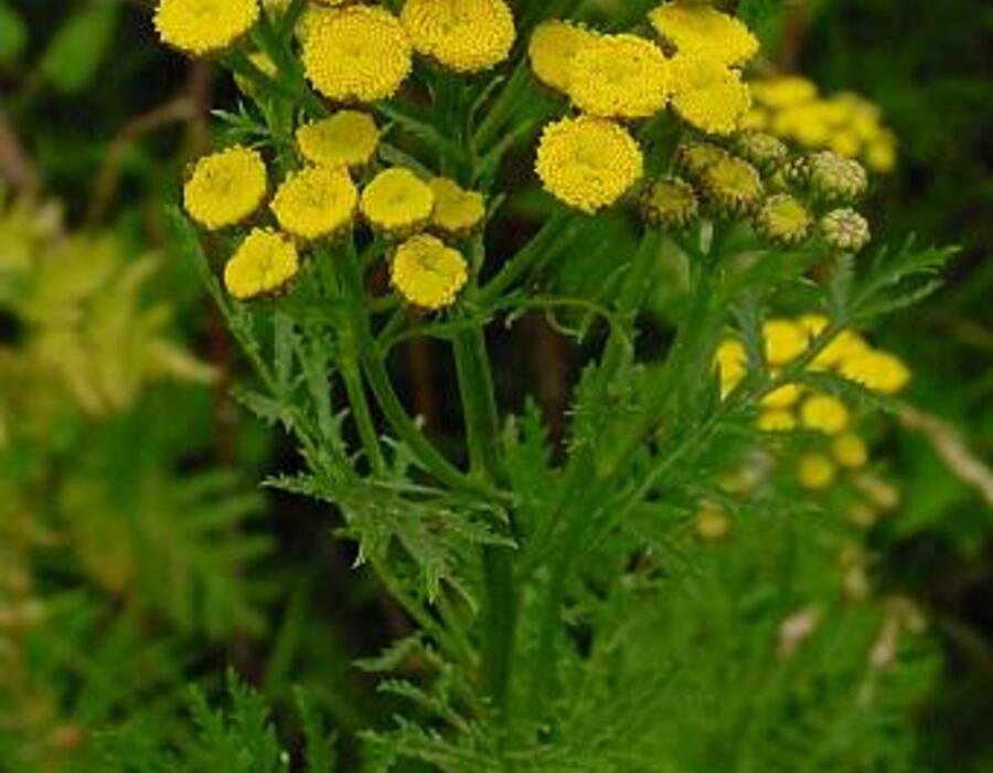 tanacetum_vulgare.jpg