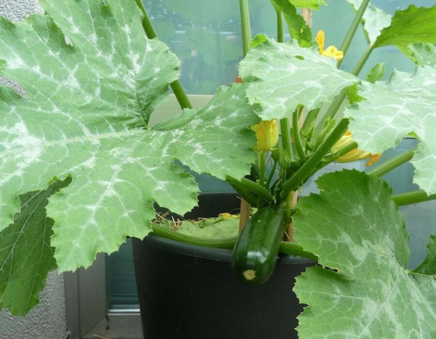 terras_courgette.jpg