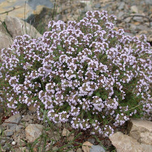 thyme_in_flower_s.jpg