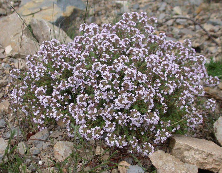 thyme_in_flower_s.jpg