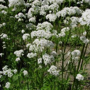 valeriana_officinalis_ssp_officinalis_botka_s1.jpg