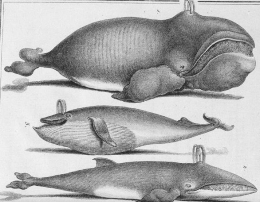 whale2.jpg