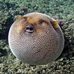 windowslivewriterpufferfish-229arothron-meleagris-by-nps-12.jpg