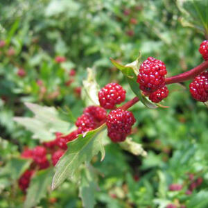 wp_chenopodiumfoliosum01.jpg