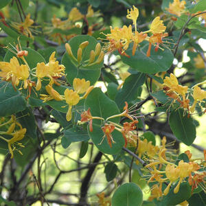 yellow_honeysuckle_lonicera_flava_04.jpg