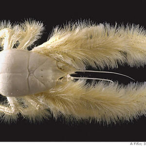yeticrab.jpg