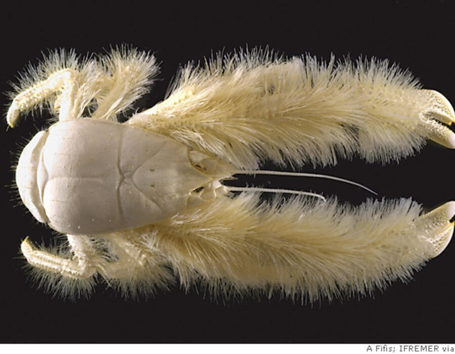 yeticrab.jpg