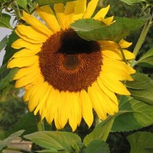 zonnebloem.jpg